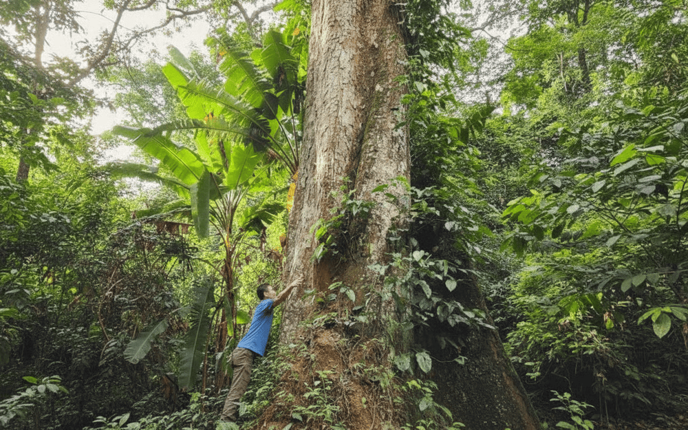 Visitors not only admire the majestic beauty but also feel the ancient presence of this thousand-year-old tree